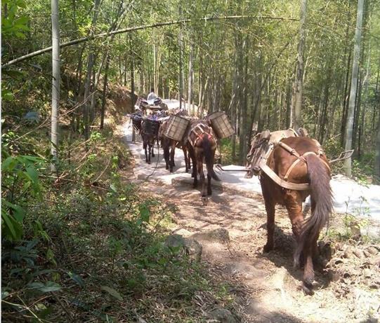 馬幫運(yùn)輸電話