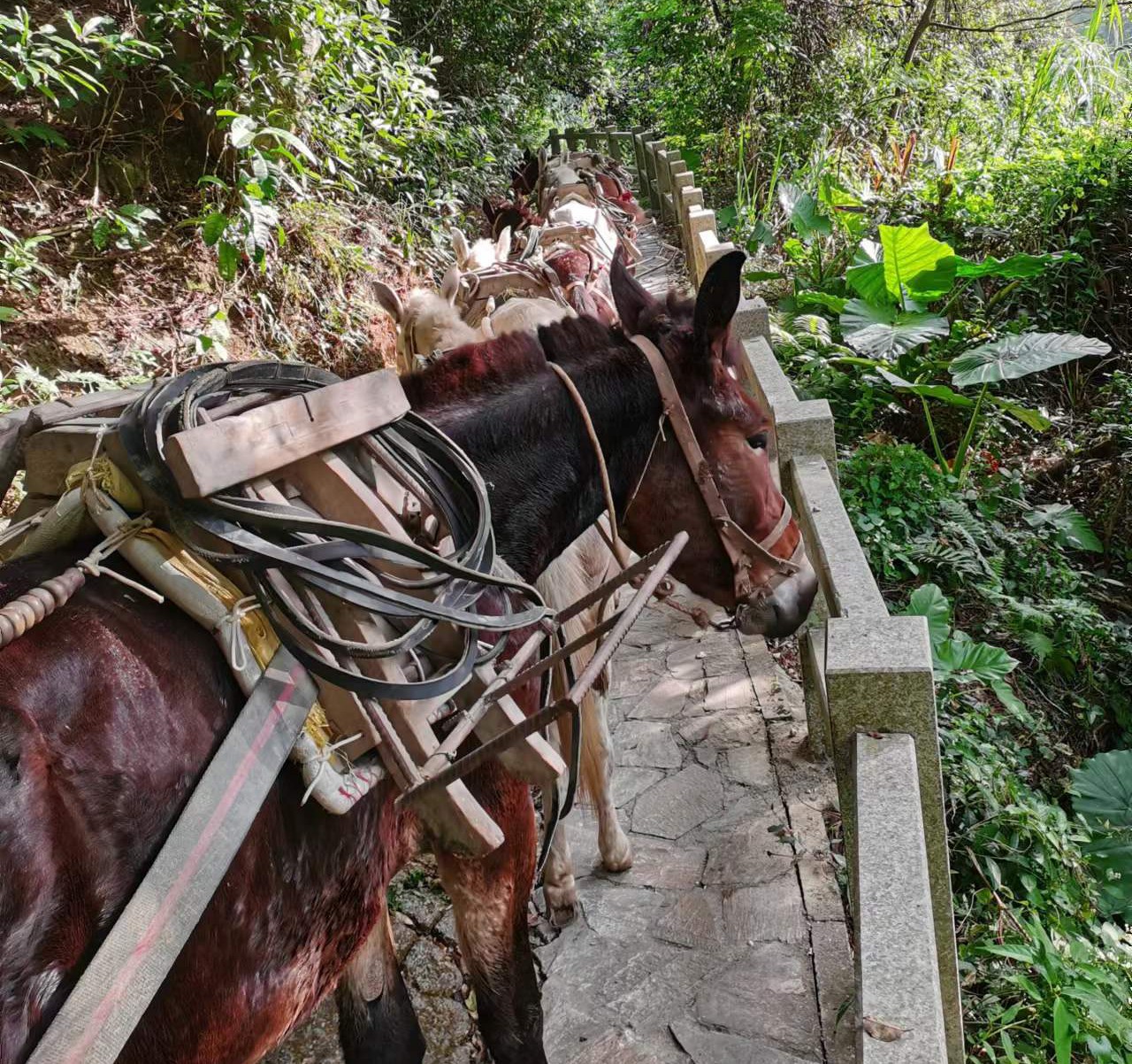 馬隊(duì)運(yùn)輸
