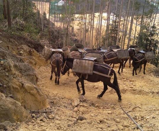 山區(qū)馬隊(duì)運(yùn)輸