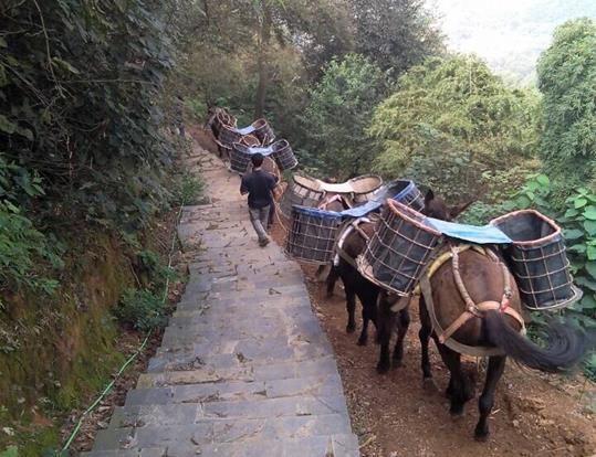 騾馬運(yùn)輸電話(huà)