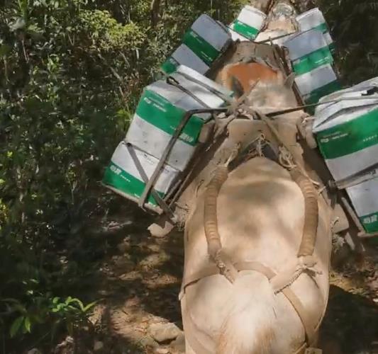 騾馬山路運(yùn)輸